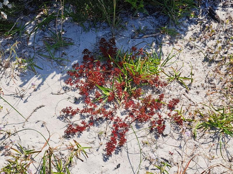 6 Bedroom Property for Sale in Kleinbaai Western Cape